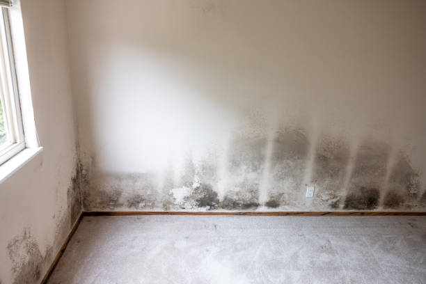  , USA Mold Removal Pros